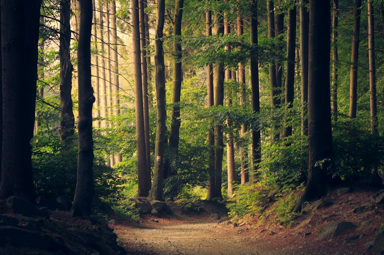Forest creative